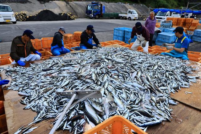 お魚の仕分け作業中。