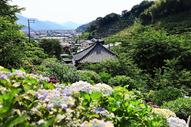 紫陽花が咲き乱れる仁平寺。