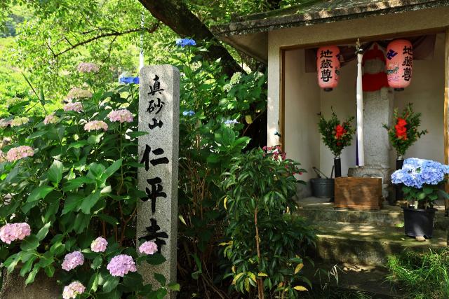まさに紫陽花寺の仁平寺。