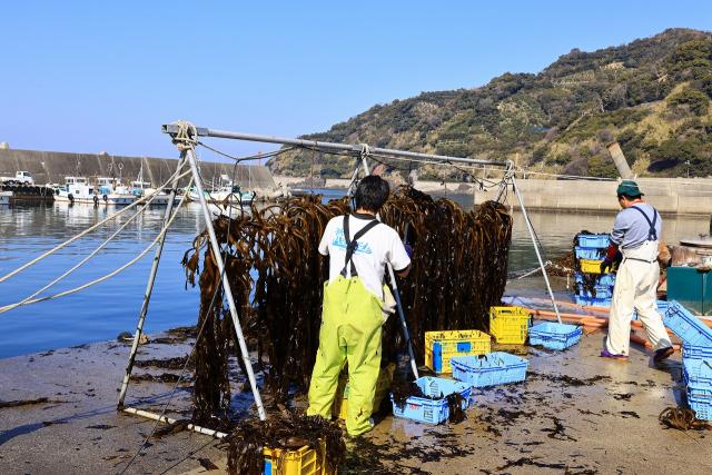 今が養殖ワカメの収穫で皆さん大忙しです