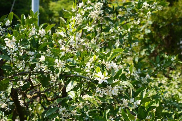 みかんの花、咲いてます
