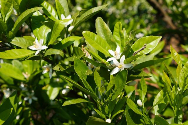 みかんの花、咲いてます