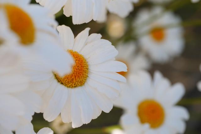 除虫菊、咲いてます