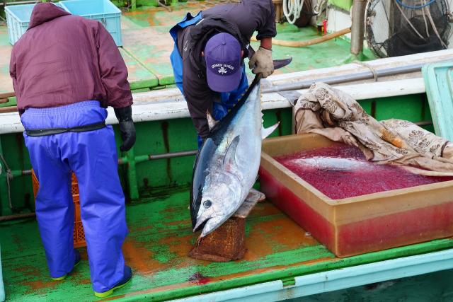 マグロが取れたぞ〜〜