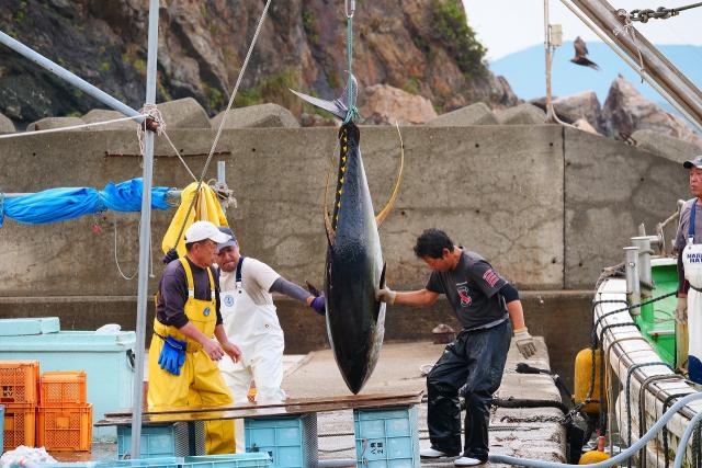 ギョギョギョ！！キハダマグロがあがったよ