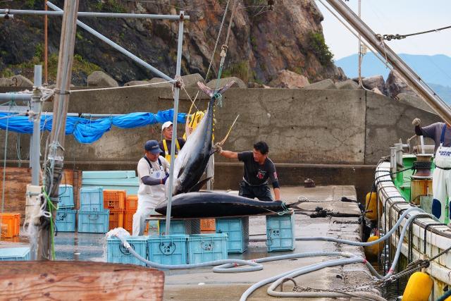 ギョギョギョ！！キハダマグロがあがったよ