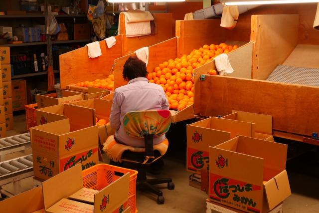 有田みかん、出荷で大忙しです