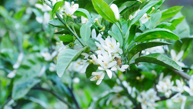 みかんの花