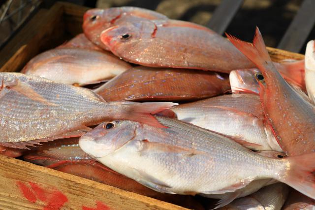 色々なお魚が水揚げされる港