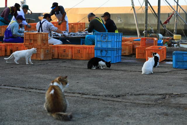 逢井漁港の猫