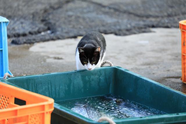 逢井漁港の猫