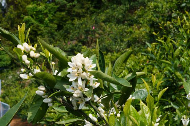 咲いた、咲いた、みかんの花が！！