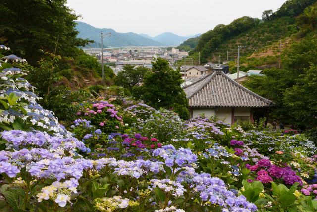 紫陽花が見頃の仁平寺