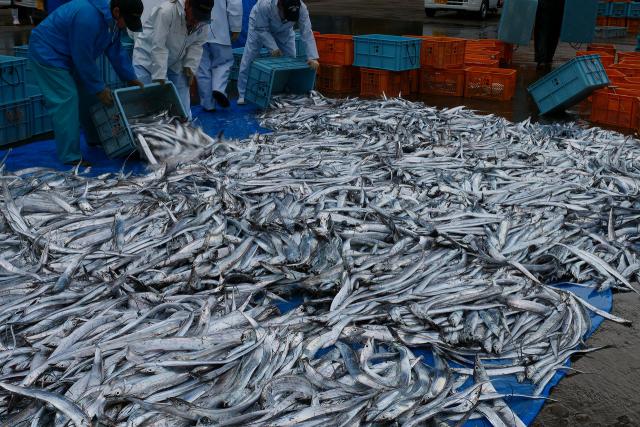 太刀魚漁獲量日本一