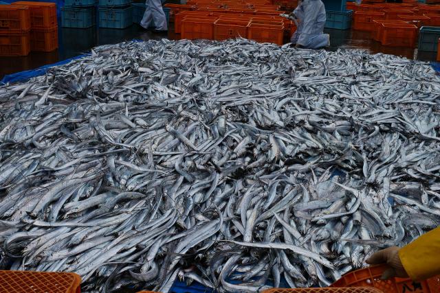 太刀魚漁獲量日本一
