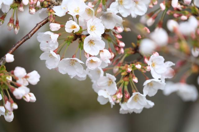 みかん海道に桜咲く