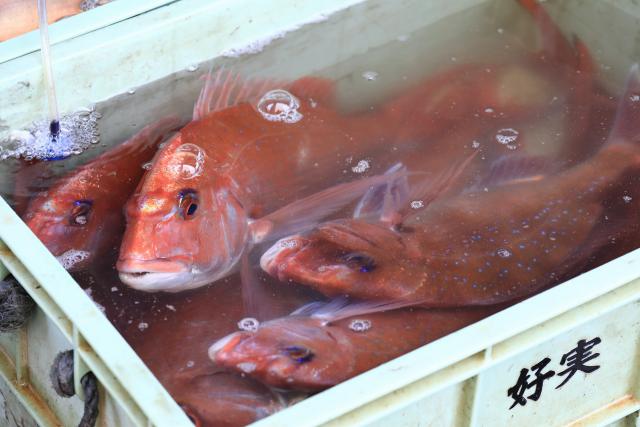 大型の真鯛も水揚げされます