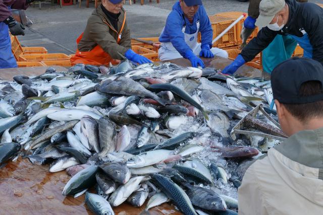 水揚げして魚種ごとに分けます
