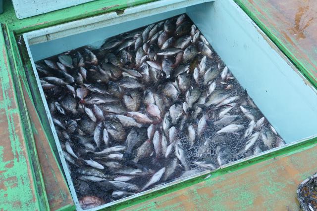 漁船にはまだお魚がいっぱいです。
