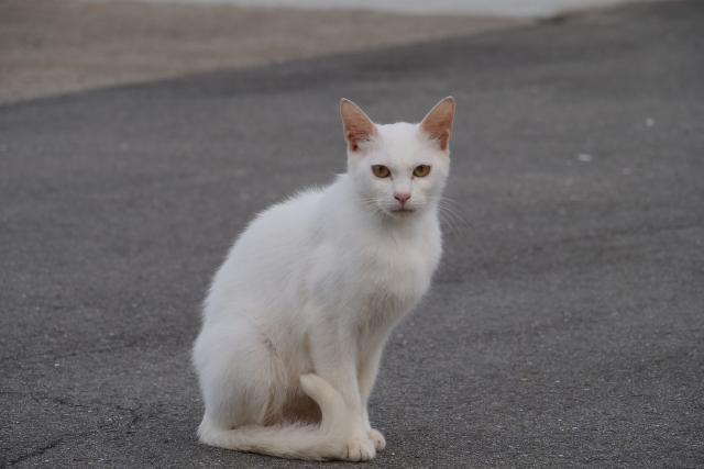 逢井漁港の猫たち