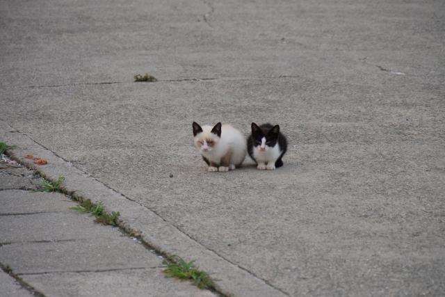 逢井漁港の猫たち
