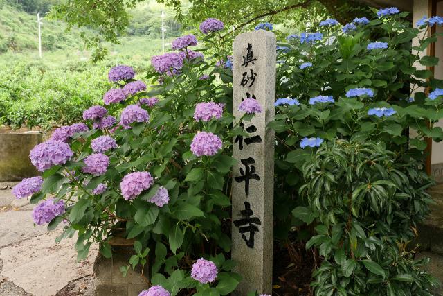 仁平寺の紫陽花、咲いてます。