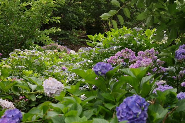 仁平寺の紫陽花、咲いてます。