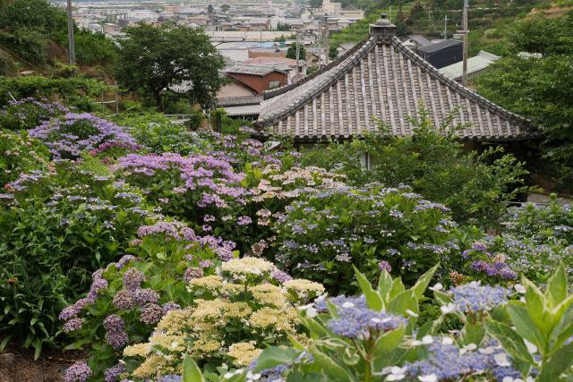 仁平寺の紫陽花、咲いてます。