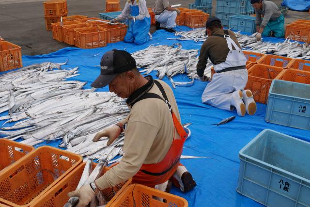 太刀魚漁獲量日本一の有田です。
