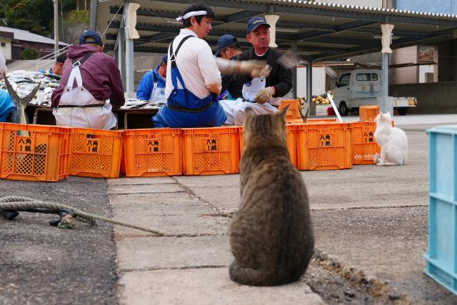 逢井漁港の猫たち