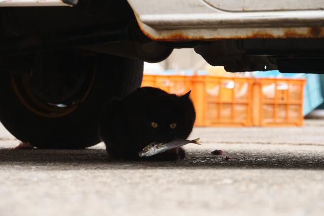 逢井漁港の猫たち