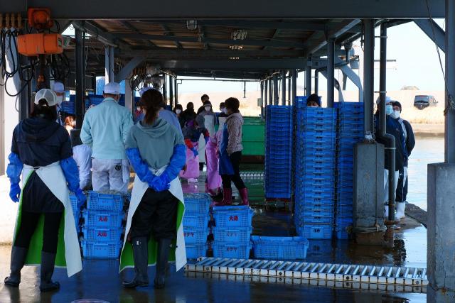 しらす漁で賑やかな箕島漁港。