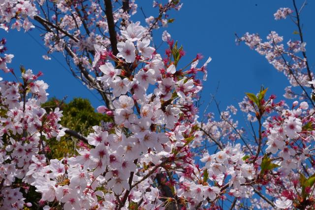 桜咲く。