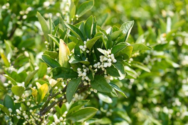 みかんの花の蕾が膨らんできました。