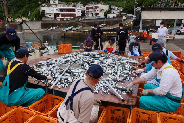 只今、お魚の仕分け中。