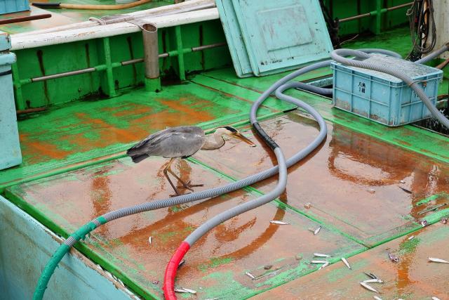 アオサギさん、食べてます。