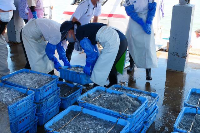 しらす漁で賑やかな箕島漁港。