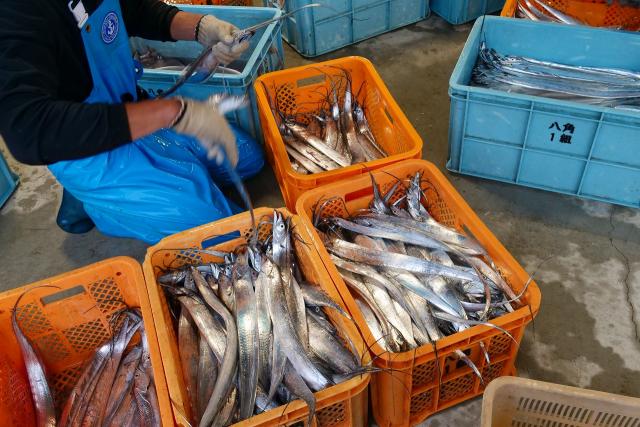 太刀魚漁獲量日本一の有田です。