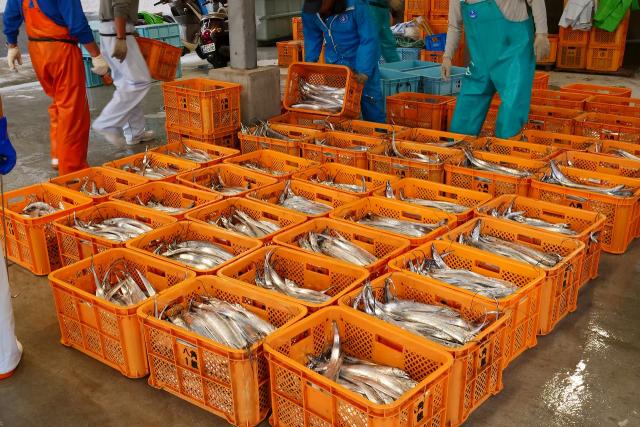 太刀魚漁獲量日本一の有田です。