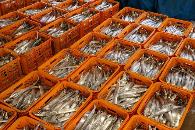 太刀魚漁獲量日本一の有田です。
