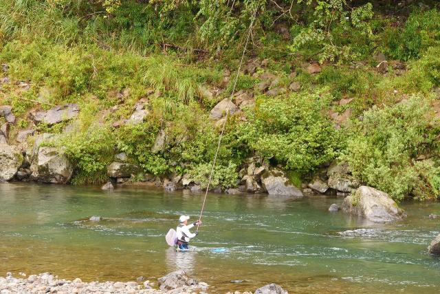 有田川、鮎の友釣り盛んです。