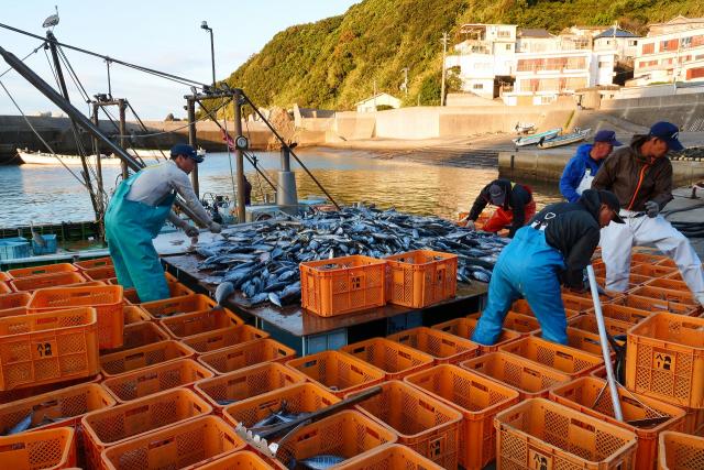 これからお魚を仕分けします。
